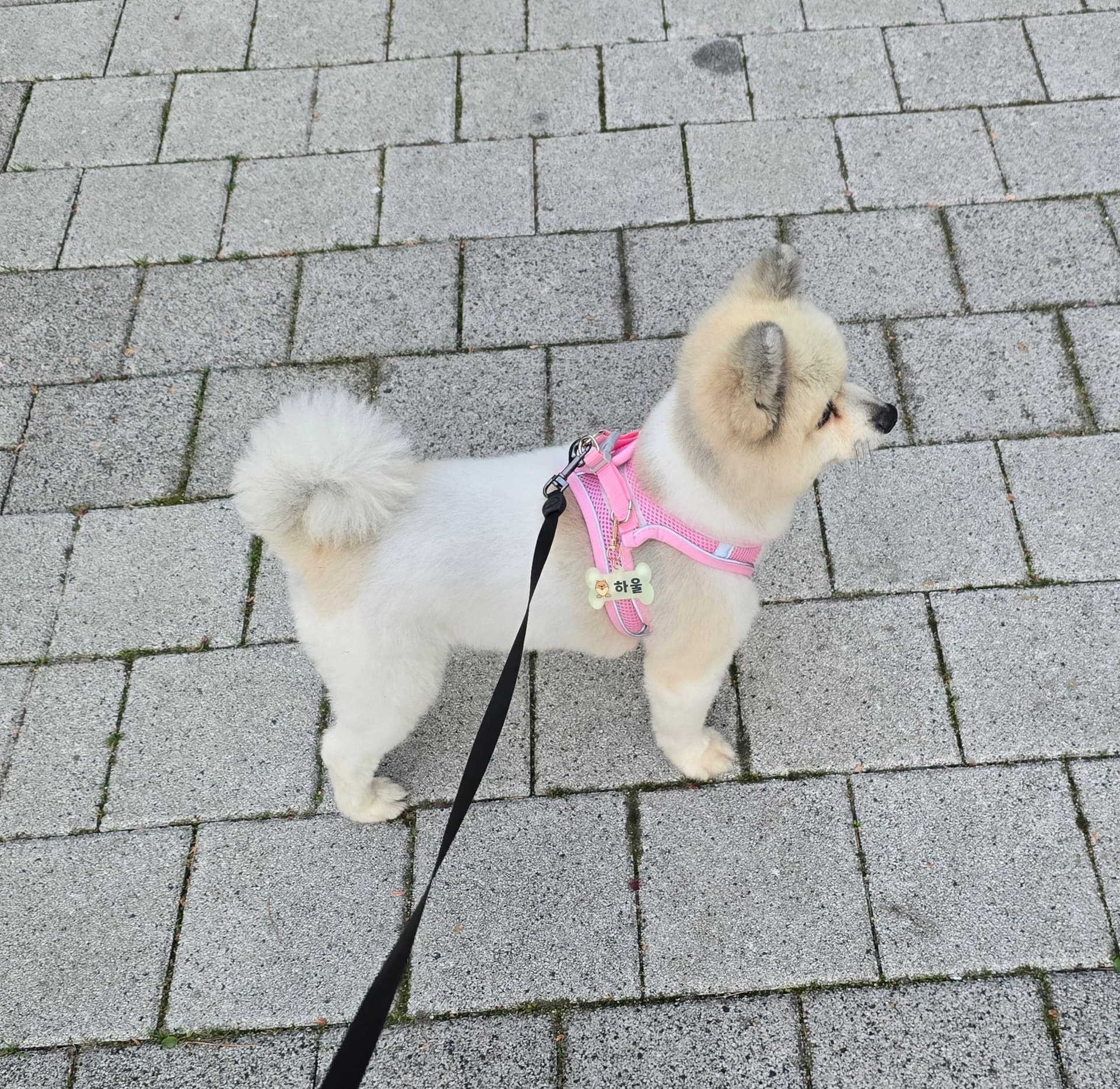 포메 하울이 입양 갔어요💕