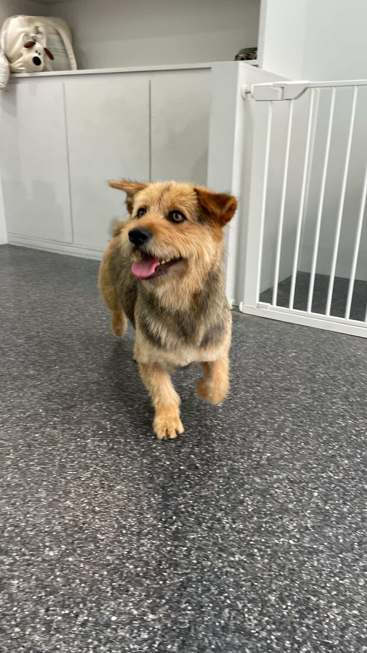 겁쟁이 삼용이 임보갔습니다🐶