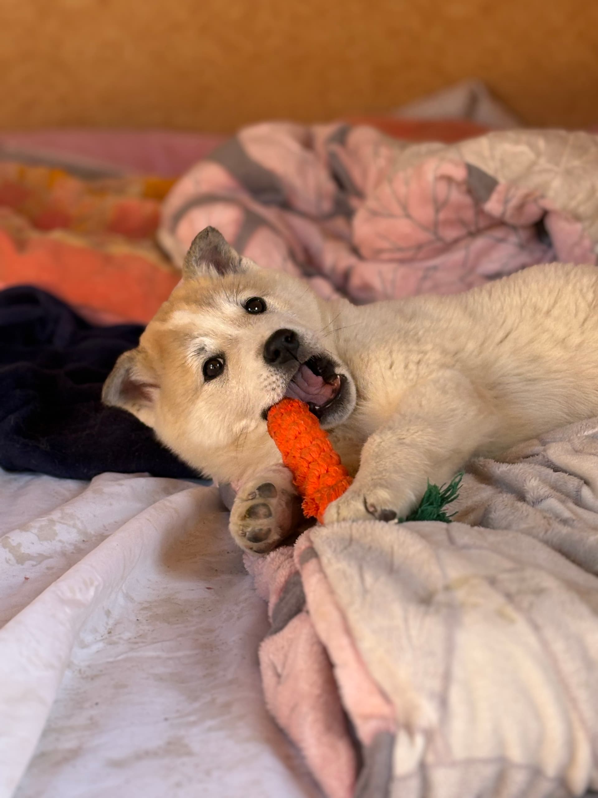 석양이
